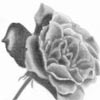 disegni di fiori a matita